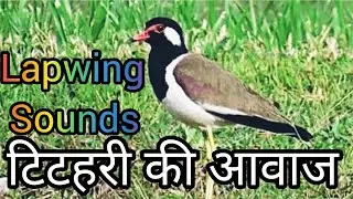 Lapwing Bird Sounds//Red Wattled Lapwing Sound//Titahari Ki Awaz/Lapwing Call