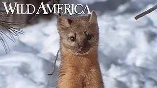 Wild America | S4 E10 Weasels Sleek & Savage Part 2 | Full Episode HD