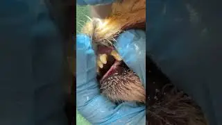Teeth cleaning #grooming #cat #puppy #pets #petcitygrooming #грумингбруклин #brooklynpets