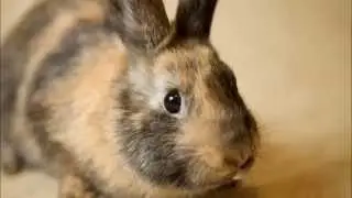 Cute Bunny Photos