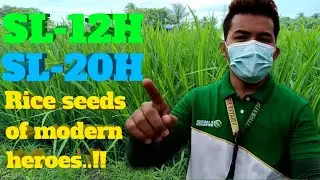 Hybrid Rice Seeds l SL12 and SL-20H l SL Agritech Corporation l Hilongos,Leyte