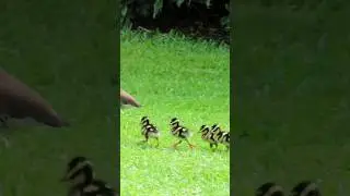 A sight to behold across my backyard #birdingparadise #whistling ducks babies