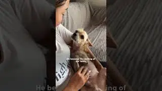 Abandoned Dog Becomes Fluffiest Poodle Mix | The Dodo