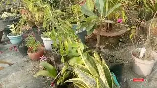 Our mini garden vlogs 🌱💐