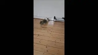 Nos lapins adopt&eacute;s ont une belle vie