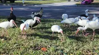 Duck and Ibis Feeding Frenzy