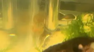 🔴 Gobies Gone Wild (Gold Desert Goby breeding)