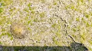 Poop trail of an Onch sea slug