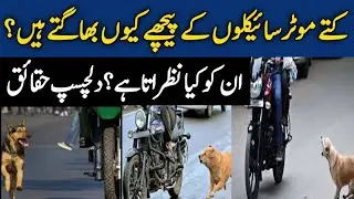 Why do Dogs Bark and Run after Vehicles in the night time? | 5 Reasons