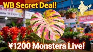 The World's Rarest Plants (And Where to Find Them)