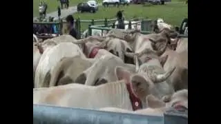 Transhumance 2012, Laruns, France