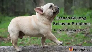 10 Types of French Bulldog Behavior Problems