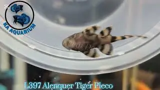 L397 Alenquer Tiger Pleco | KA Aquarium | Pleco fish in Canada | Pleco. 