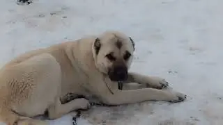 CESUR VE BOZONUN HATRINA KATLANIYORUM