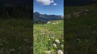 Wildflower hike at Mt. Rainier National Park #mtrainier #hiking #wildflowers