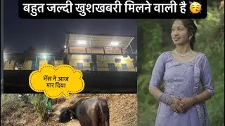 भेंस ने आज मार दिया 😭खुशखबरी मिलने वाली है 🥳@beerarwtvlogs 