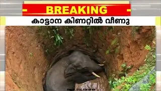 Wild elephant falls into well in Kothamangalam; rescue efforts continue | Kothamangalam