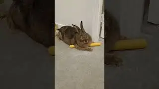 Bunny learns to drum from subscriber Chris Stanley #bunny #cutebunny