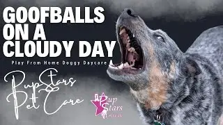 Goofballs on a Cloudy Day | Play From Home Doggy Daycare