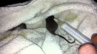 Baby Rats3