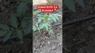 Domates budama Domates koltuk alma