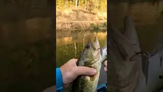 #shorts #bass squarebill #tips #fishing #howto