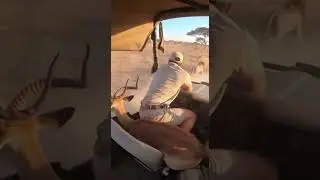 Deer Escapes Pack of Lions... By Jumping Onto a Safari Jeep! 😱🦁
