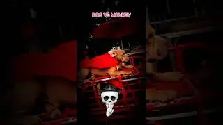 ☠️DOG VS MONKEY☠️DOG POWER ☠️#dog#monkey#shots#dogvsmonkey