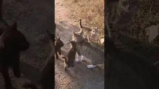 Father cat meets kittens/ He is the dominant male in this territory