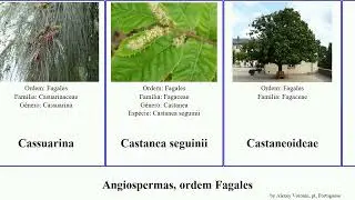 Angiospermas, ordem Fagales quercus castanopsis allocasuarina alba indica cubana campestris grossa