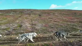 Alaskanhuskies autumn Training