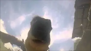 How horses drink water/ Caballo tomando agua