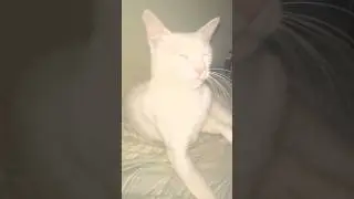 Wakey Wakey Lolita 💕 #catlovers #cats #catvideos #sleepycat