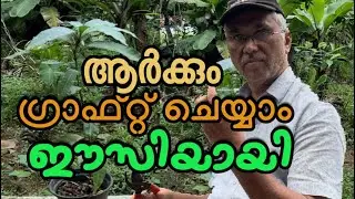 mango grafting easily#ashraf cherkal#ഈസിയായി ഗ്രാഫ്റ്റിങ്#oneplus4u#mangografting#