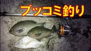 ブッコミ釣りしたら、めっちゃ楽しい夜になった