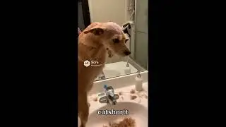 4 Animal Clips, 40 Seconds of Fun#1 😂🐾 | CutShortt #video #shorts