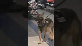 When you forget your bag at an airport, LAX airport police K9 at work