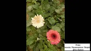 Thrips Symptoms and Damage