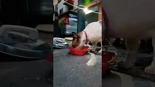 Cat in Soi Pan【Thai❤Cat】28Jul2022 #shorts #cat #แมว #猫 #kucing #बिल्ली #Gato #chat #Кошка #고양이