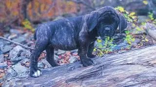 Nine week old Italian Mastiff aka: Cane Corso puppy.