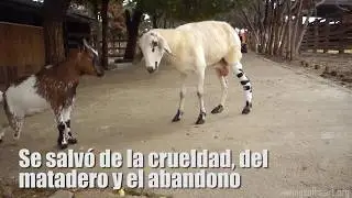 Oveja con pierna rota se recupera
