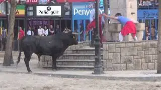 ALCORA 27-03-25. VACAS DE HILARI PRINCEP Y CERRIL DE LOS TOREROS