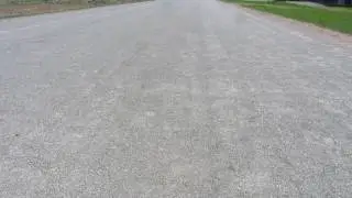 Alfalfa snout beetles walking across road in Lowville NY