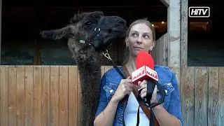 HiWay-TV zwischen Lamas, Alpakas und Katzenbabies!