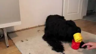 amazing dog trick: stacking cups - Elliot the Briard