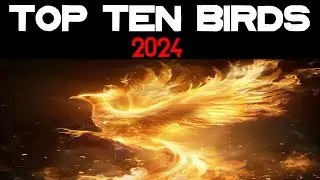 Top Ten Birds (2024 Edition)