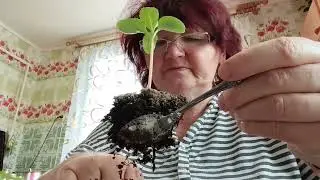 -14. Беларусь. Бальзамин рассадила. К уткам сходила и увидела там чудо.//9.02.26.