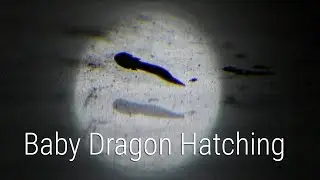 Baby Dragon Hatching
