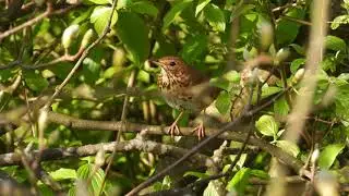 Swainson's Thrush (Catharus ustulatus)-nikon P1000-11.04.2020