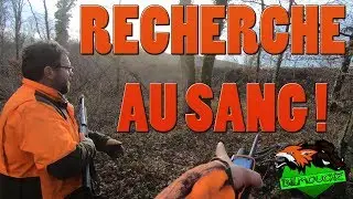Chasse au Grand Gibier #3 - [Recherche au sang sur Sanglier !]